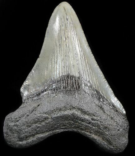 Fossil Megalodon Tooth - South Carolina #49939